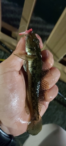 マハゼの釣果