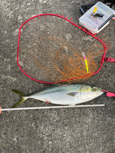 メジロの釣果