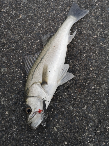 セイゴ（マルスズキ）の釣果