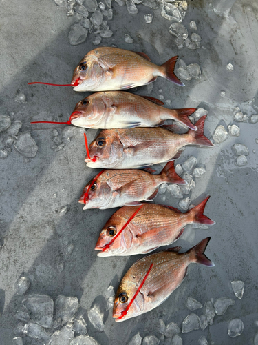 マダイの釣果