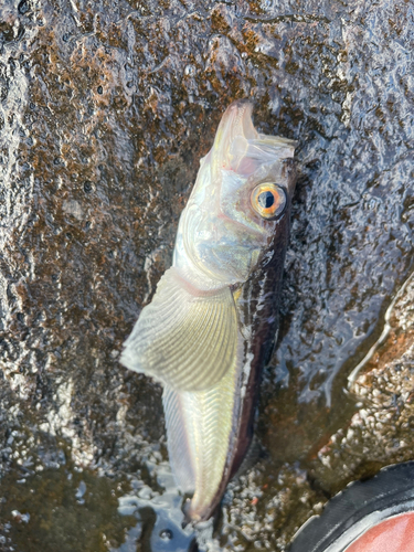 ハタハタの釣果