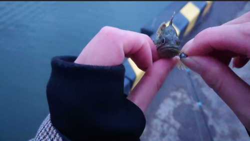 クロソイの釣果