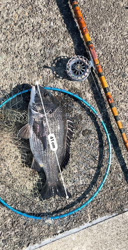 クロダイの釣果