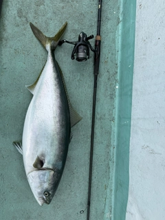 ブリの釣果