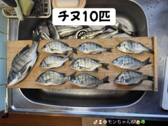 チヌの釣果