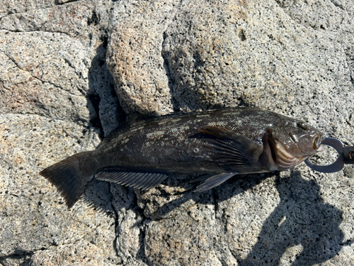 アイナメの釣果