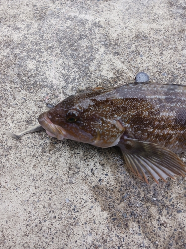 アイナメの釣果