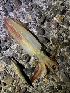 ケンサキイカの釣果