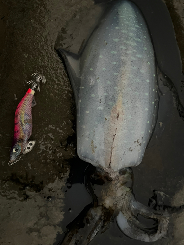 アオリイカの釣果