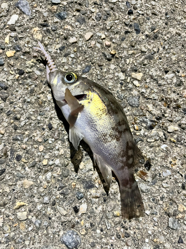 シロメバルの釣果