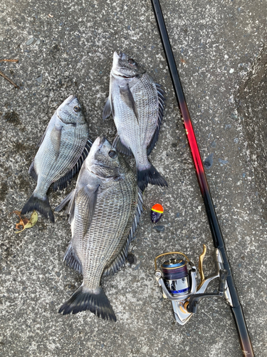 クロダイの釣果