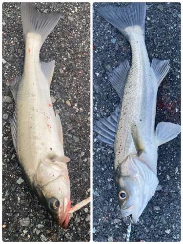 シーバスの釣果