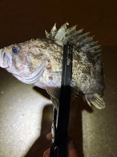 タケノコメバルの釣果