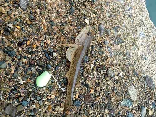 マハゼの釣果