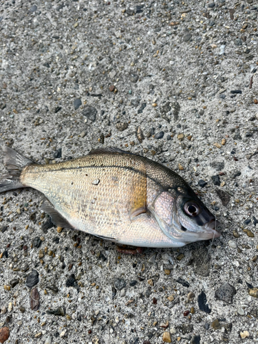 ウミタナゴの釣果