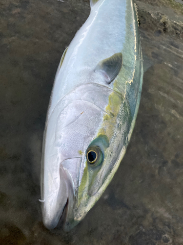 ヒラマサの釣果