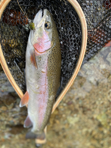 ニジマスの釣果