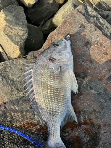 キビレの釣果