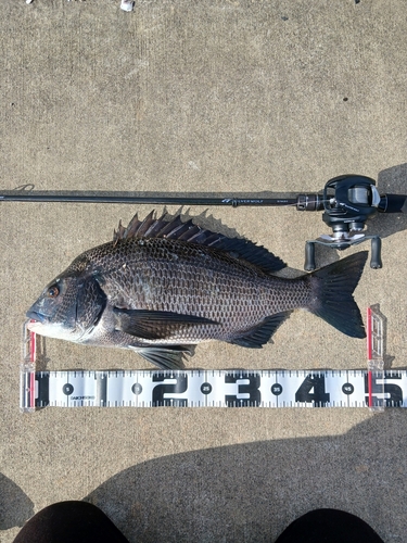 クロダイの釣果