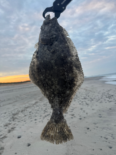 ヒラメの釣果