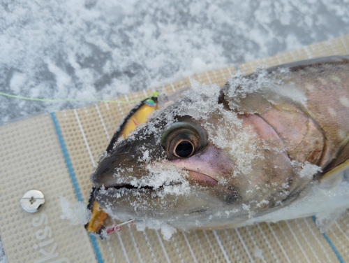 アメマスの釣果