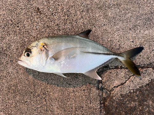 メッキの釣果