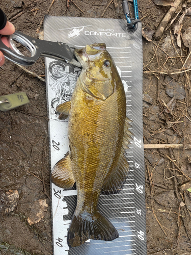 スモールマウスバスの釣果