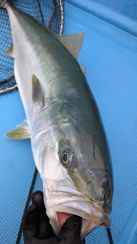 ブリの釣果