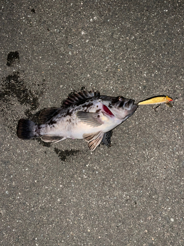 クロソイの釣果