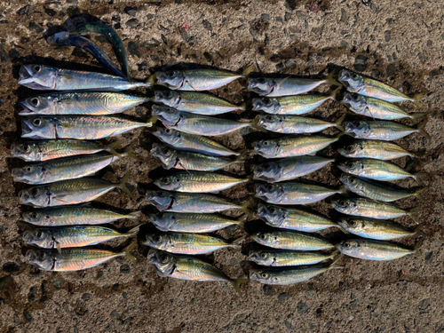 アジの釣果