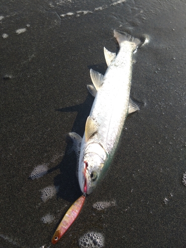 アメマスの釣果