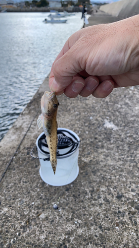 ハゼの釣果