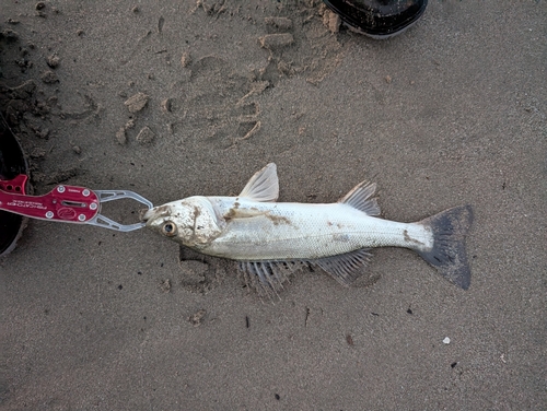 セイゴ（ヒラスズキ）の釣果