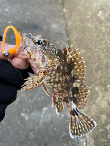 カサゴの釣果