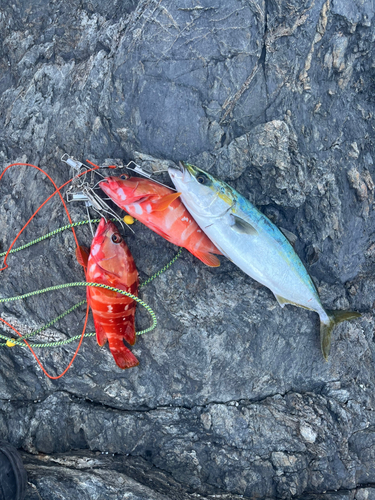 ヤズの釣果