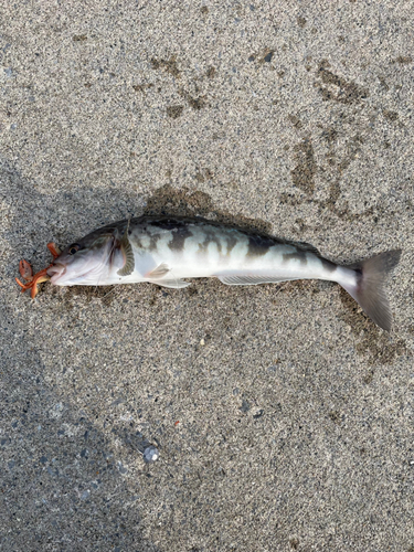 ホッケの釣果