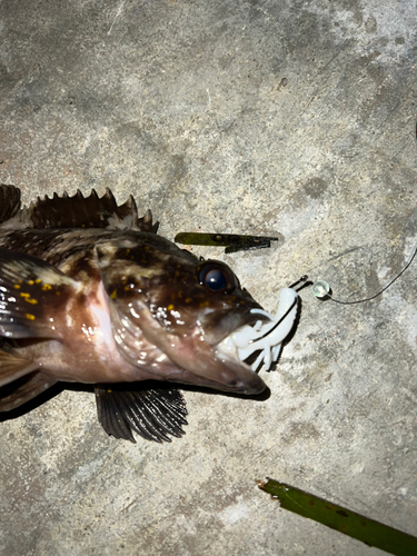 オウゴンムラソイの釣果