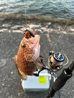 オオモンハタの釣果