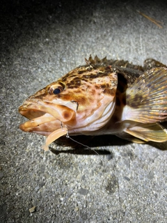 ベッコウゾイの釣果