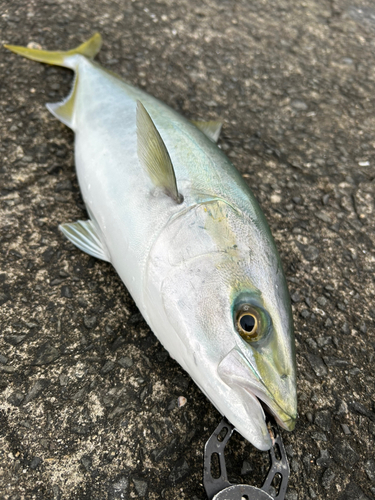 ハマチの釣果