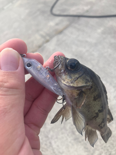 メバルの釣果