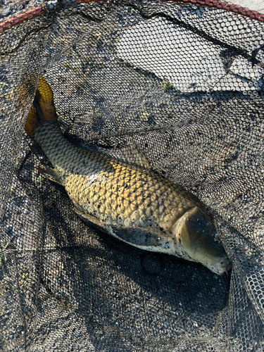 コイの釣果