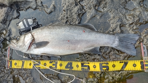 ヒラスズキの釣果