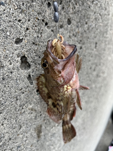 カサゴの釣果