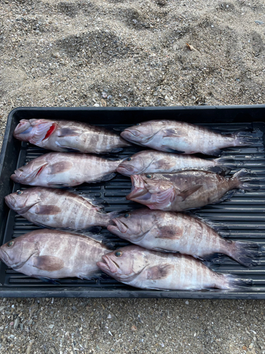 マハタの釣果