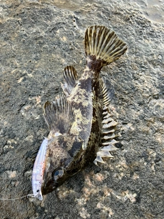 タケノコメバルの釣果