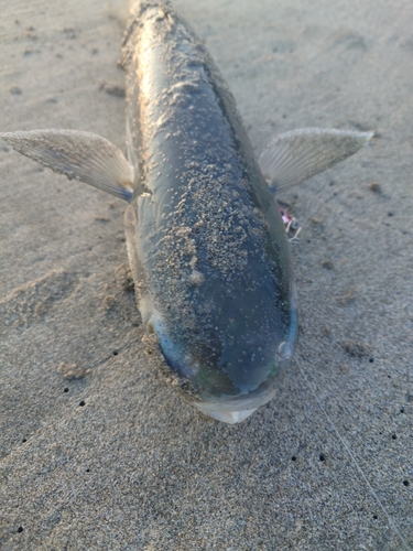 ボラの釣果