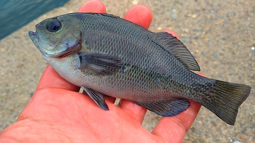 メジナの釣果