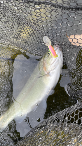 ニジマスの釣果