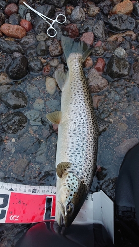 ブラウントラウトの釣果